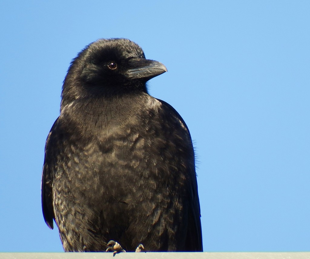 Raven, Homer, early January. (Linda Shaw)