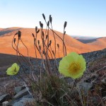 Bjorn Dihle | FOR THE JUNEAU EMPIRE A flower in caribou country.