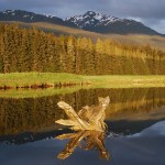 A ray of sunlight. (Photo by Janice Gorle)