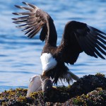 Morning fog at sunrise, Eagle Peak. (Photo by Kerry Howard)