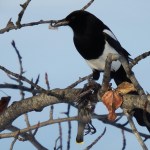 Morning fog at sunrise, Eagle Peak. (Photo by Kerry Howard)