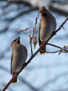 Harbor seals at rest, Auke Bay. (Photo by Kerry Howard)
