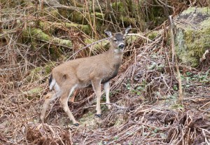 A young Sitka black-tailed deer finds fresh greens to eat along Glacier Highway on Tuesday, Jan. 31, 2017. (Michael Penn | Juneau Empire File)