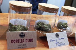 This Jan. 18 photo shows marijuana including the store&rsquo;s best-seller, Gorilla Glue, available for sale at Rainforest Farms, owned by James and Giono Barrett in Juneau. (AP File Photo/Mark Thiessen)