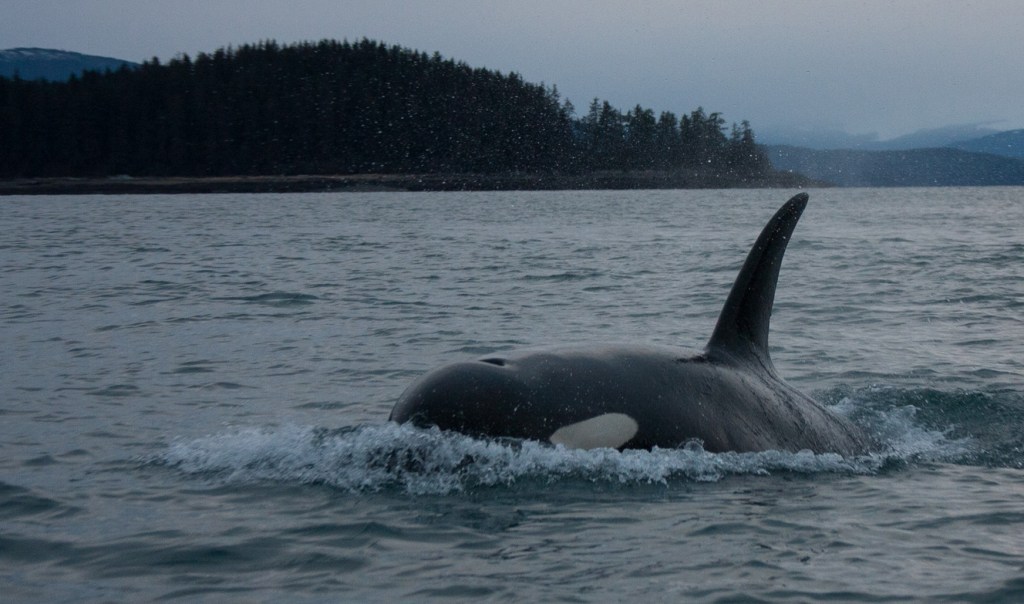 Orca whales headed toward Auke Bay Harbor. (Photo by Jay Beedle)