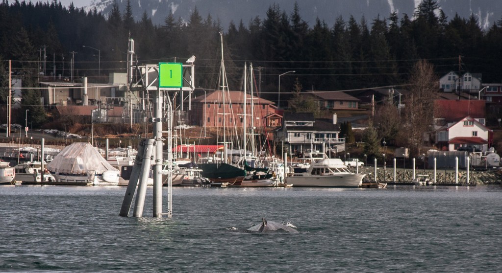 A humpback whale entering Auke Bay Harbor. (Photo by Jay Beedle)