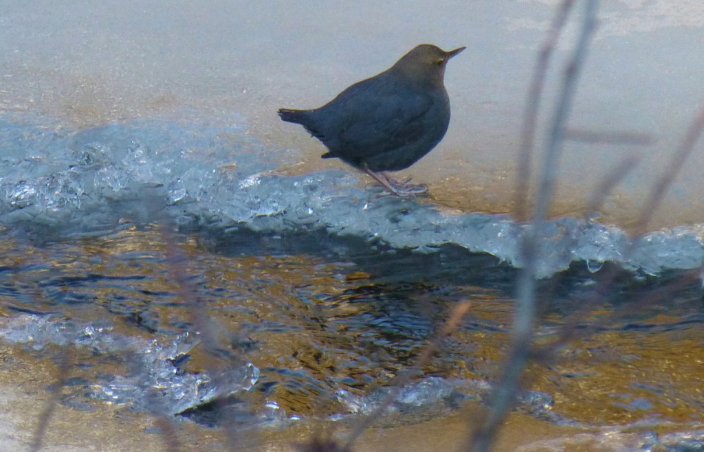 An American Dipper at Steep Creek. (Photo by Chuck Caldwell)