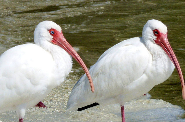 Two white ibis at Tigertail Beach, Florida on Feb. 6. (Photo by Denise Carroll)
