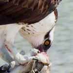 An osprey, talons imbedded in a fish, enjoys a noonday meal at Tigertail Beach, Florida on Feb. 6. (Photo by Denise Carroll)