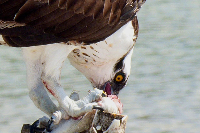An osprey, talons imbedded in a fish, enjoys a noonday meal at Tigertail Beach, Florida on Feb. 6. (Photo by Denise Carroll)