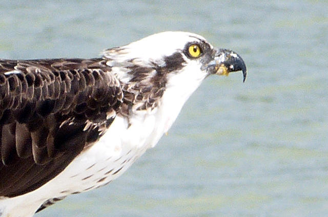 An osprey at Tigertail Beach eating a bit of fish on Feb. 6. (Photo by Denise Carroll)