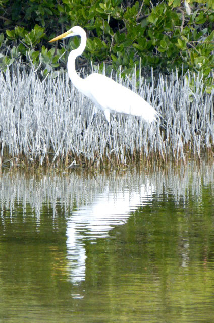 Great white egret and its reflection at Tigertail Beach on Feb. 6. (Photo by Denise Carroll)