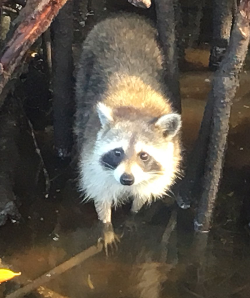 An inquisitive raccoon in the Everglades on Feb. 2. (Photo by Denise Carroll)