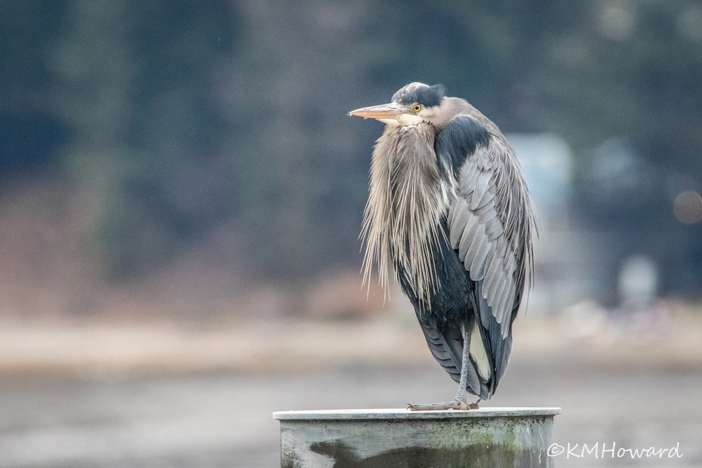 A great blue heron in breeding plumage poses in Gastineau Channel. (Photo by Kerry Howard)