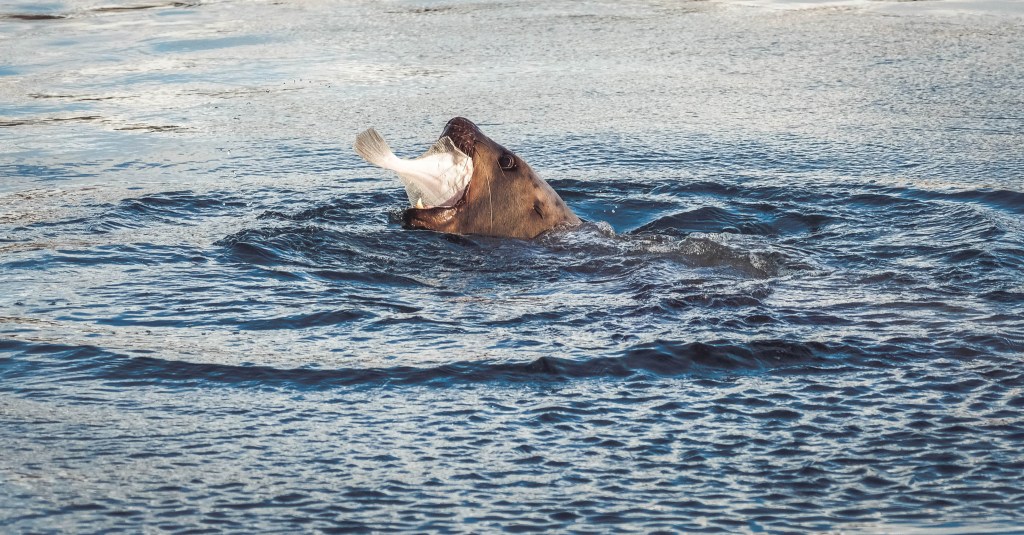 Lunch time at Auke Bay. (Photo by Lance Nesbitt)