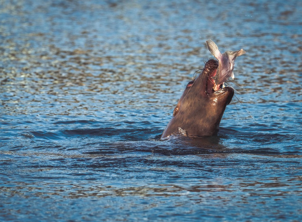 Lunch time at Auke Bay. (Photo by Lance Nesbitt)