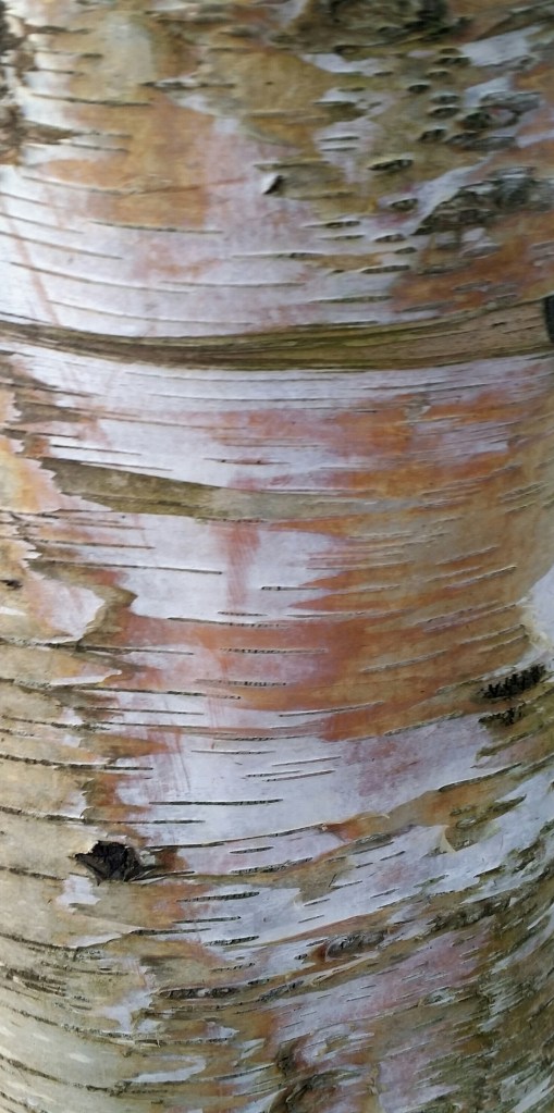 Colorful birch bark. Photo by Vanessa Sinclair