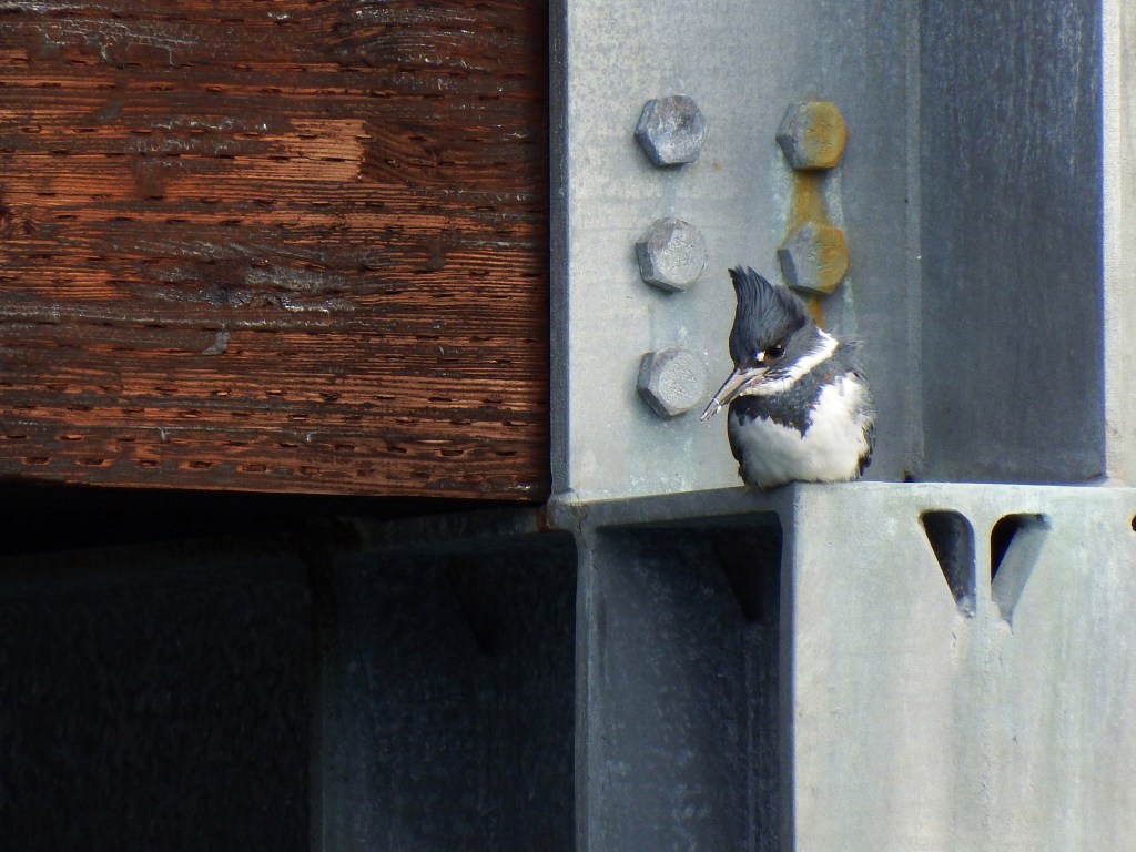 A kingfisher using downtown Juneau docks as a perch for fishing on Feb. 8. (Photo by Linda Shaw)