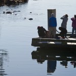 People watch a pod of Steller sea lions from a float at the Don D. Statter Memorial Boat Harbor in Auke Bay on Monday, Feb. 20, 2017. (Michael Penn | Juneau Empire)