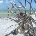 Driftwood decorated with shells on Tigertail Beach, Florida. Photo by Denise Carrol.