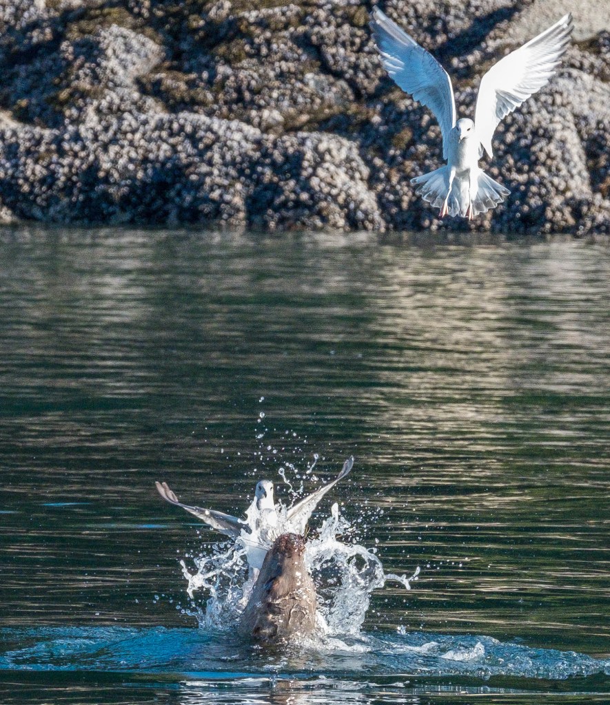 Bye bye birdy. (Photo by Lance Nesbitt)