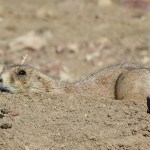 Prairie dog seen near Boulder Colorado on Feb. 14. (Photo by Linda Shaw)