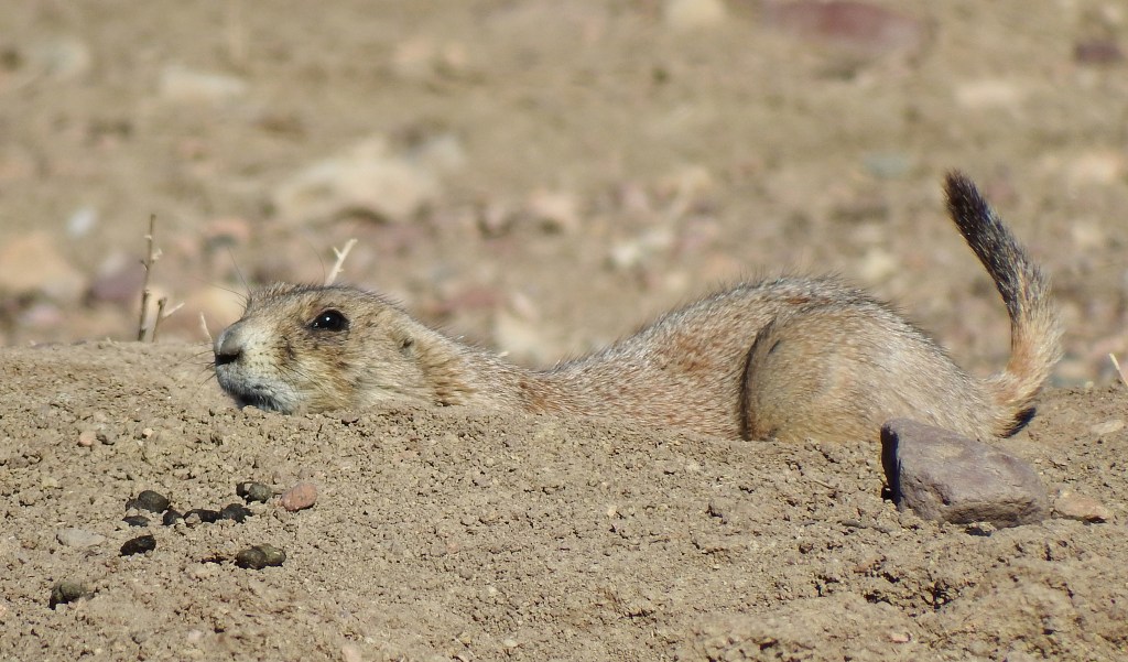 Prairie dog seen near Boulder Colorado on Feb. 14. (Photo by Linda Shaw)