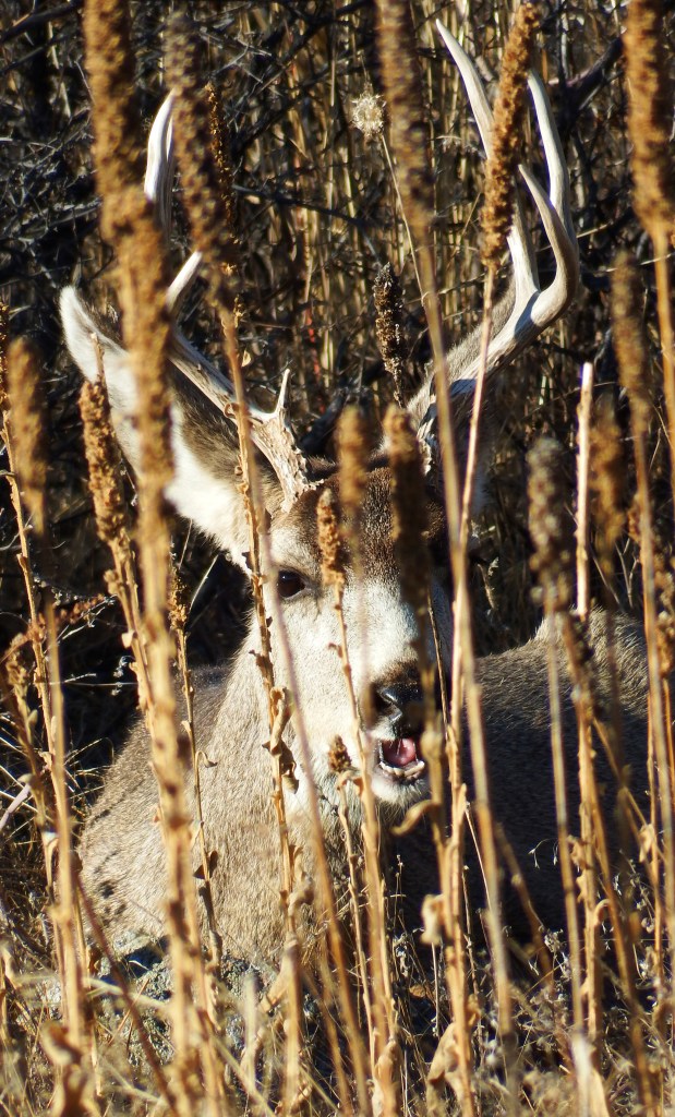 A mule deer buck resting in the morning sun near Boulder, Colorado on Feb. 16. (Photo by Linda Shaw)