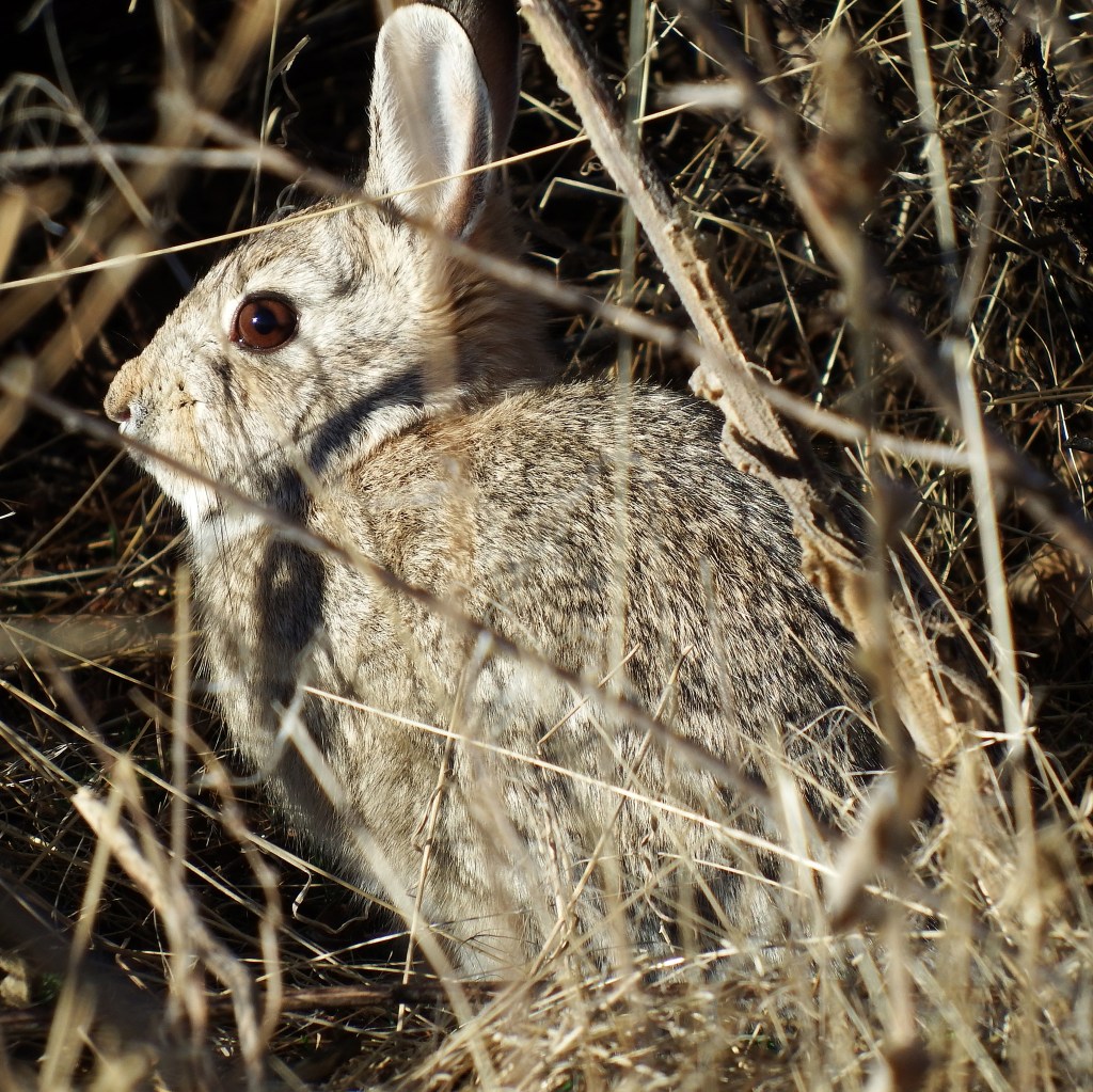 Rabbit seen near Boulder Colorado, Feb. 15. (Photo by Linda Shaw)