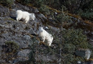 Two mountain goats browse along the hillside near Nugget Falls on Monday, Feb. 27, 2017. (Michael Penn | Juneau Empire)