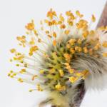 Pussywillow stamens in the snow. Photo by Kerry Howard.