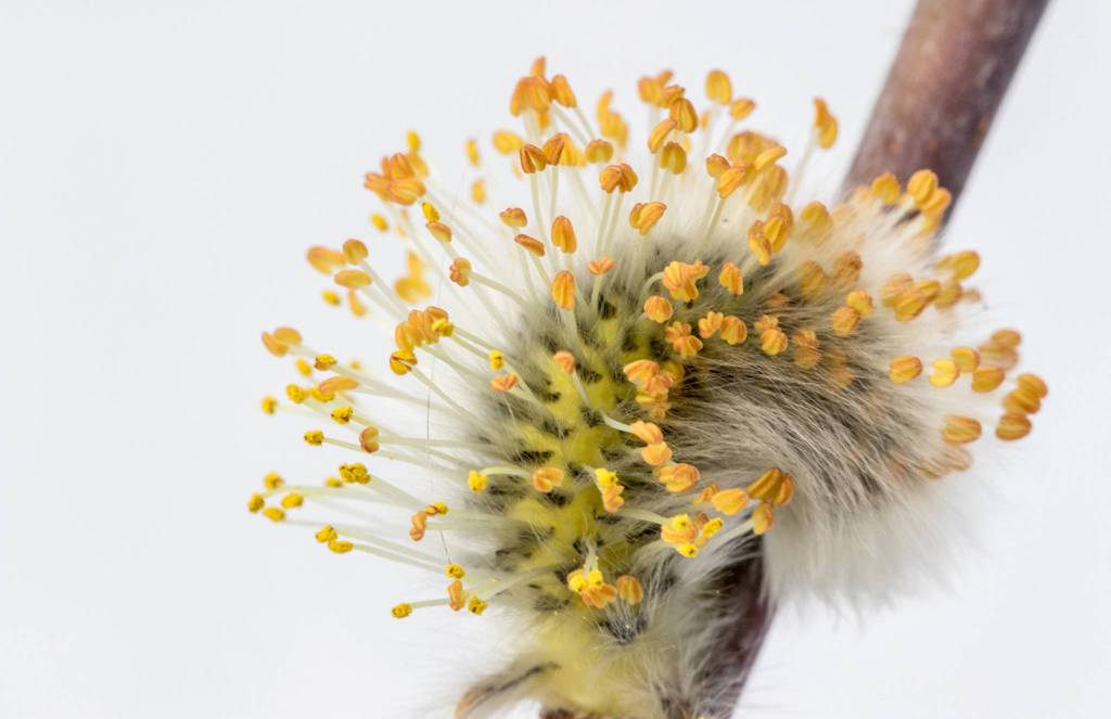 Pussywillow stamens in the snow. Photo by Kerry Howard.