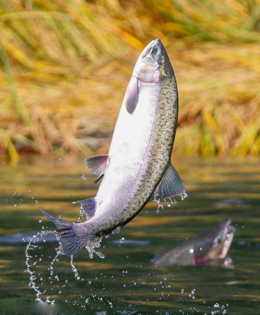 A pink salmon jumps. Photo by Jay Beedle.