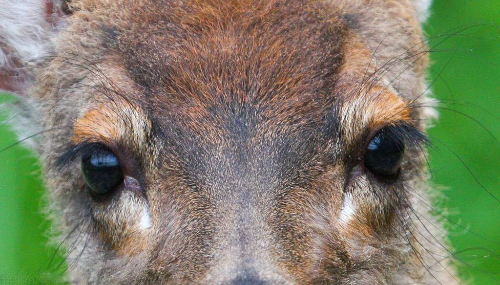 This deer, curious about Jay Beedle&rsquo;s camera flash, walked right up to him. Photo by Jay Beedle.