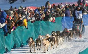 Race rookie Ryan Anderson of Minnesota drives his team onto the Chena River during the restart of the Iditarod Trail Sled Dog Race in front of Pike&rsquo;s Waterfront Lodge, Monday, March 6, 2017 in Fairbanks. It&rsquo;s the third time the starting location of the 1,000-mile trek to Nome, Alaska has been moved from Anchorage to Fairbanks due to low snow and poor trail conditions south of and through the Alaska Range. (Eric Engman | Fairbanks Daily News-Miner)