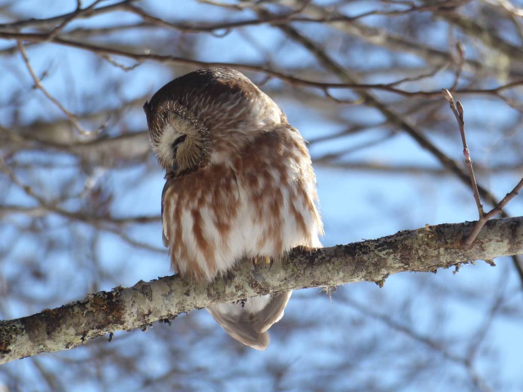 Photo by John d&rsquo;Armand A saw-whet owl is spotted at the Auke Bay Recreation Area on March 6.