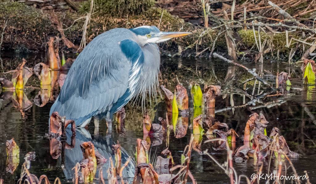 A great blue heron patiently waits amidst emerging skunk cabbage on Feb. 26. (Photo by Kerry Howard)