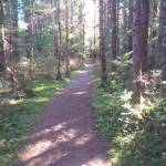 shore bird music a scuff of lifting leaves the language of travel Photo by W.S. Merk