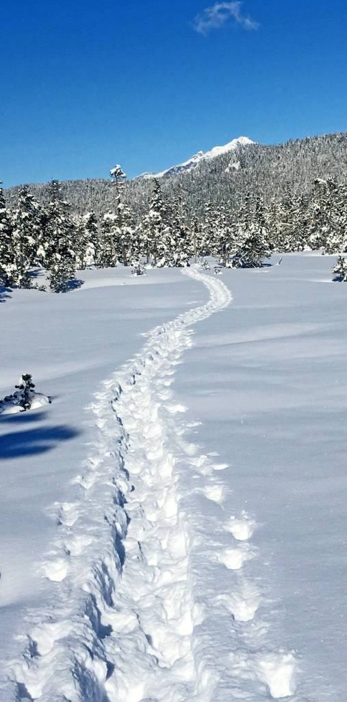 Snowy centipede in Auke Nu meadow. Photo by Denise Carroll.