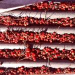 Mountain ashberries that dropped into the grooves of a sheet of corrugated iron. Photo by Vanessa Sinclair.