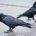 Ravens in downtown Juneau. MICHAEL PENN | JUNEAU EMPIRE FILE