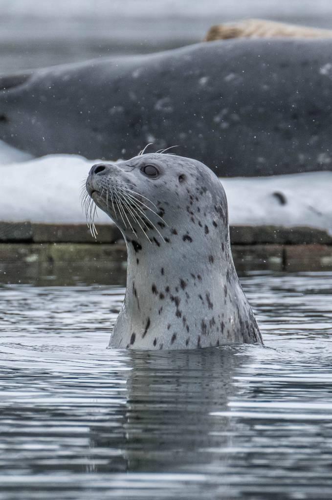 Harbor seal scopes out the scene in Auke Bay. (Photo by Lance Nesbitt)