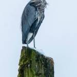 A blue heron at Auke Bay. (Photo by Lance Nesbitt)