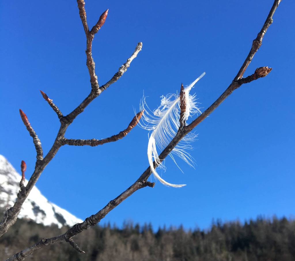 Willow buds and one feather. Photo by Denise Carroll.