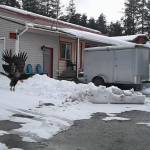 An eagle takes flight at the Dragon Inn. (Photo by Angie Bell-Hunter)