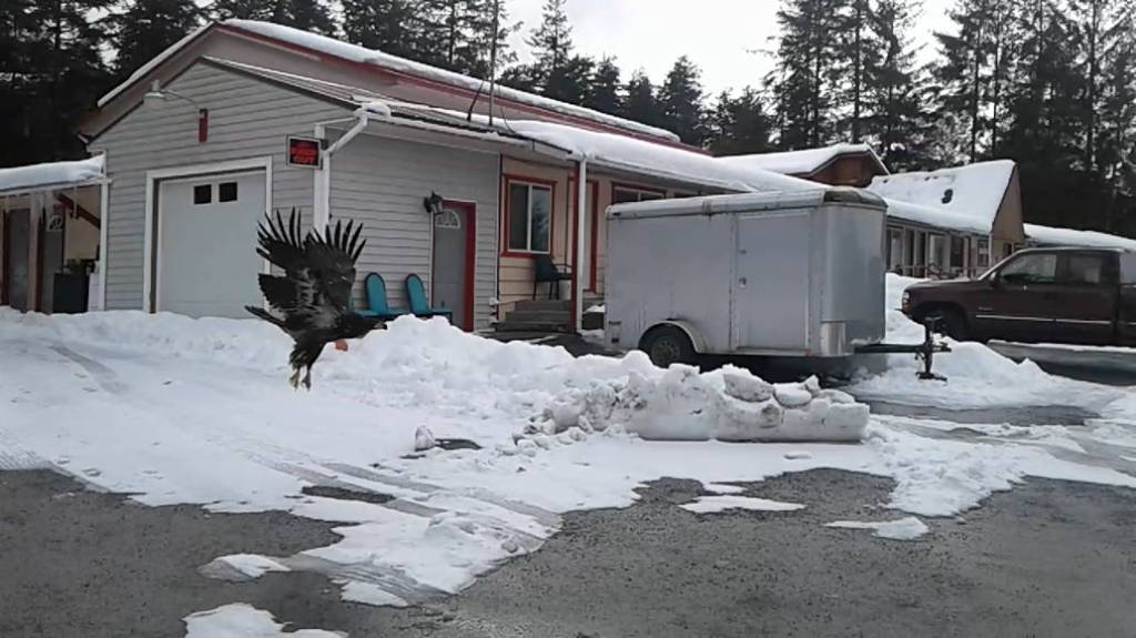 An eagle takes flight at the Dragon Inn. (Photo by Angie Bell-Hunter)