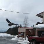 An eagle takes flight at the Dragon Inn. (Photo by Angie Bell-Hunter)