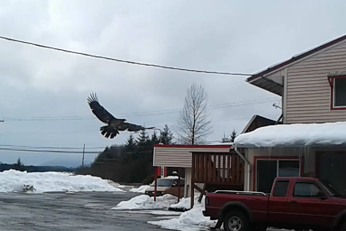 An eagle takes flight at the Dragon Inn. (Photo by Angie Bell-Hunter)