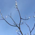 Pussywillows against a cerulean sky, on March 21 at the Mendenhall Glacier. (Photo by Denise Carroll)