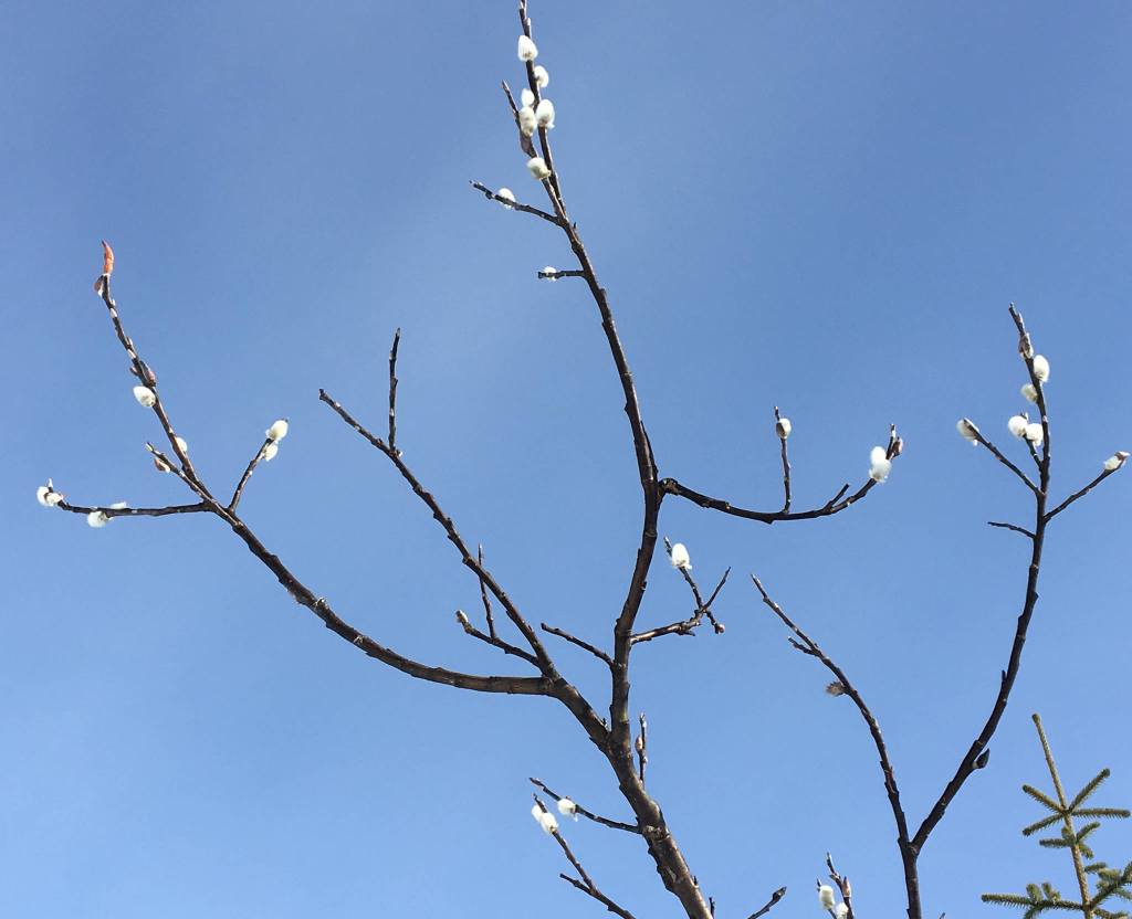 Pussywillows against a cerulean sky, on March 21 at the Mendenhall Glacier. (Photo by Denise Carroll)
